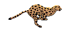 [picture of a cheetah]